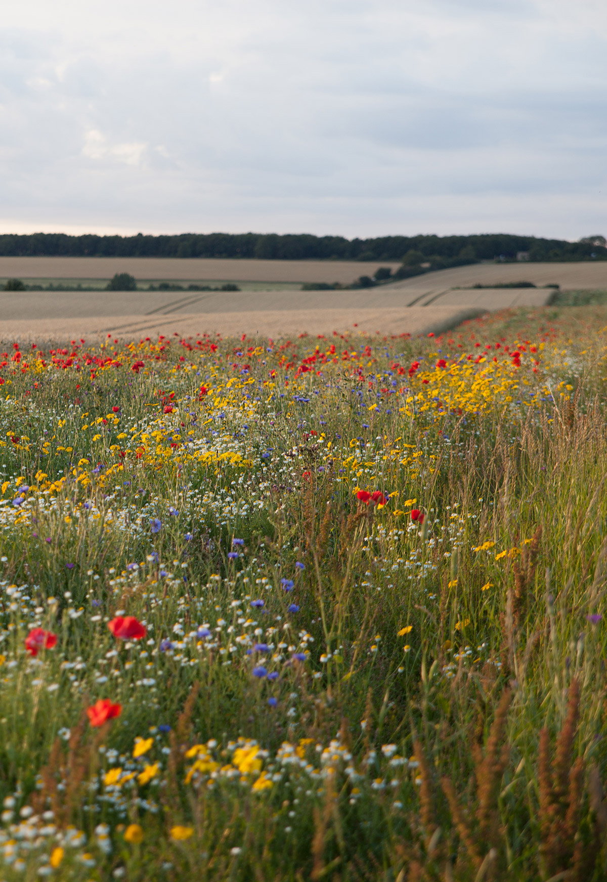 Sustainable Farming Incentive (SFI)